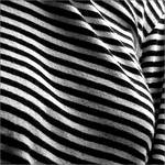 zebra ... ?