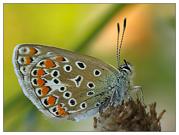 Modraszek ikar (Polyommatus icarus)