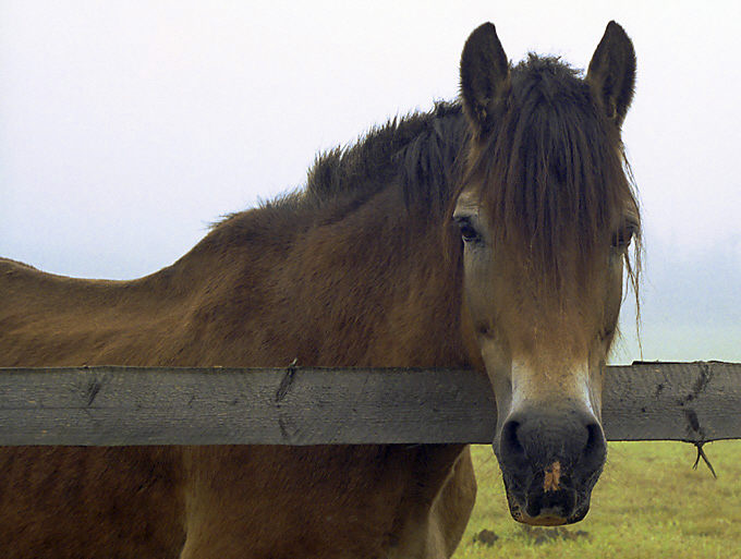 Konik polny