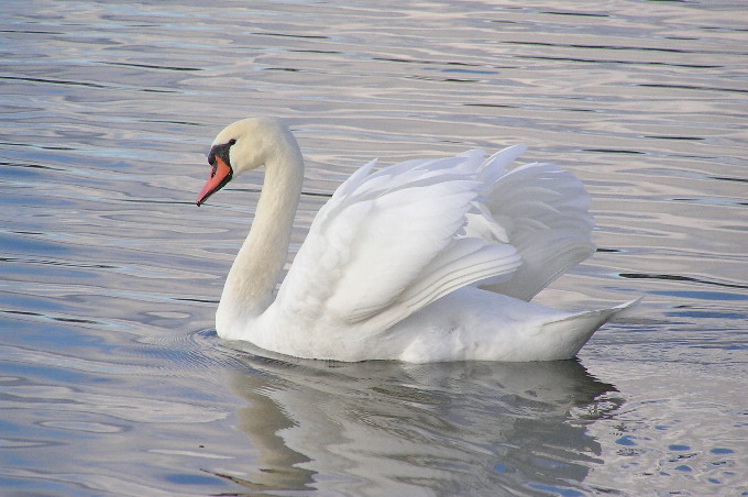 Łabędź