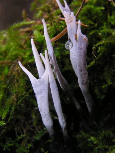 Xylaria hypoxylon, grzyb znaleziony pod Olsztynem w lesie