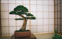 bonsai