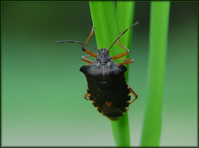 Tarczówka rudonoga (Pentatoma rufipes)