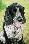 Cocker-spaniel