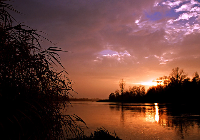 Narew