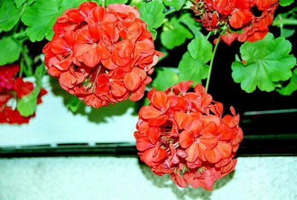 Pelargonie