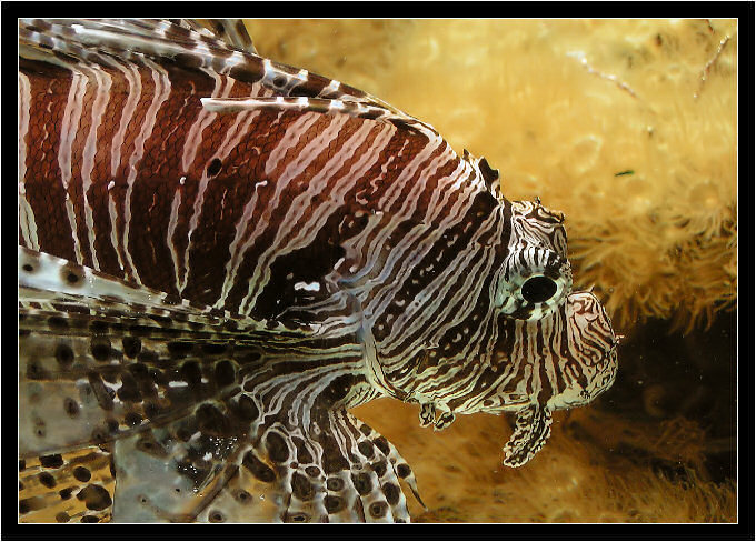 Skrzydlica pstra (Pterois volitans)