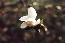 Kwiat magnolii