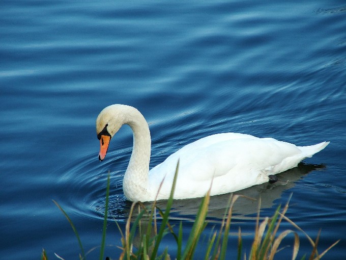 łabędź jesienią