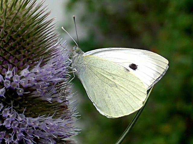 motyl