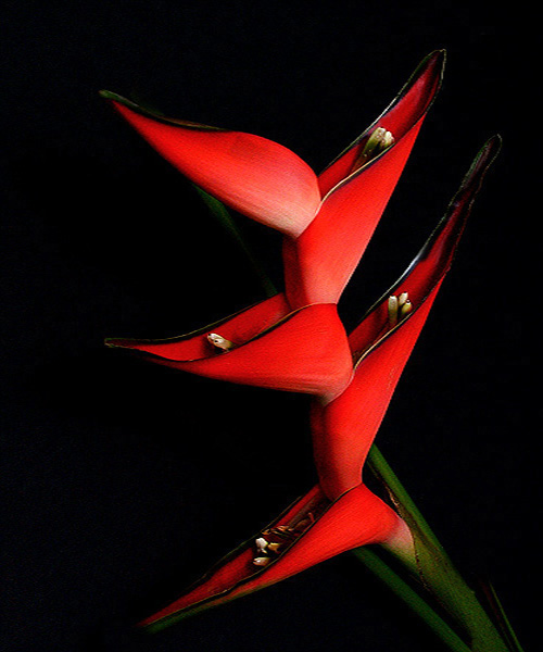 heliconia