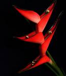 heliconia