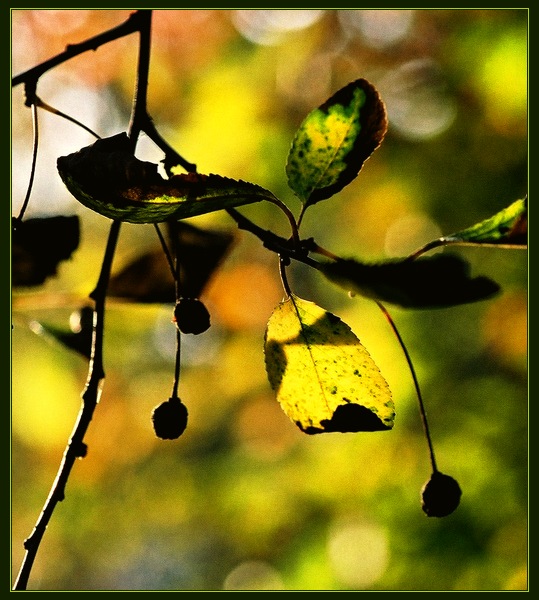 mais il est bien court le temps des cerises...