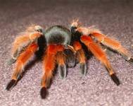 Brachypelma Boehmei