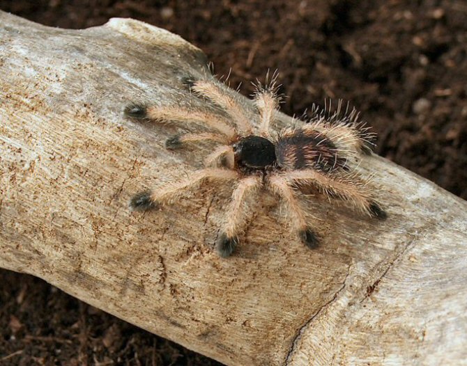 Avicularia metallica