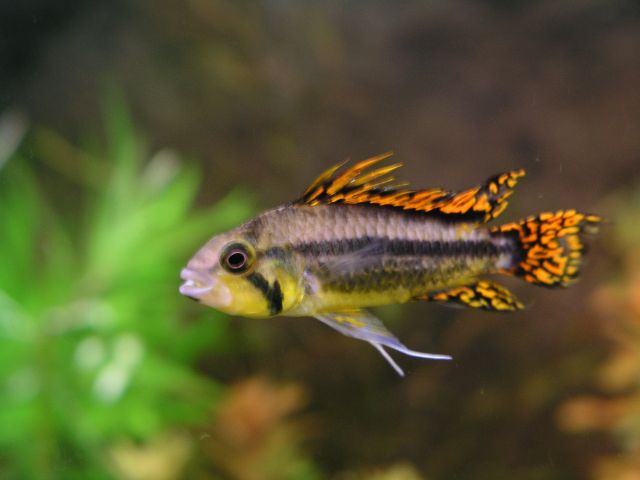 Pielęgniczka kakadu (Apistogramma cacatuoides)