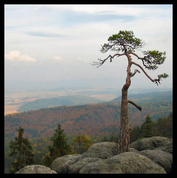 Bonsai... na Szczelińcu