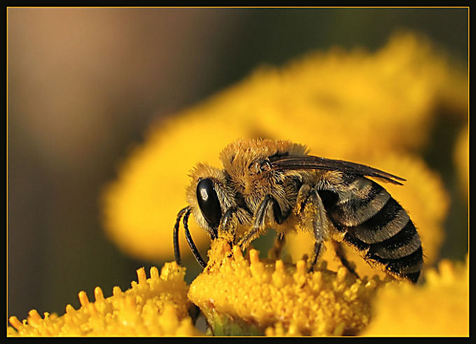 Pszczoła miodna (Apis mellifera)