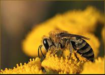 Pszczoła miodna (Apis mellifera)