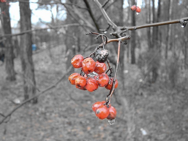 Jarzębina