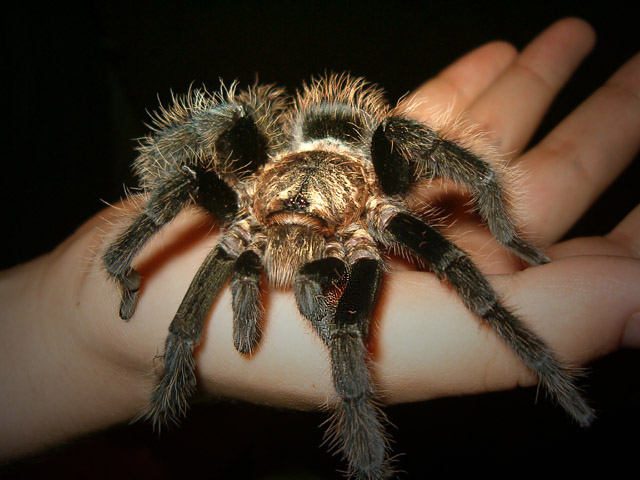 Brachypelma Albopilosum