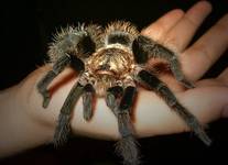 Brachypelma Albopilosum