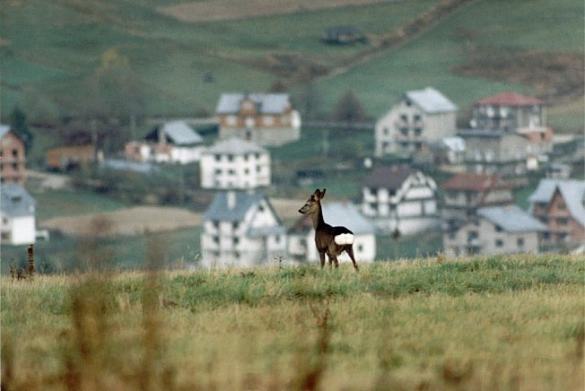 Koziołek