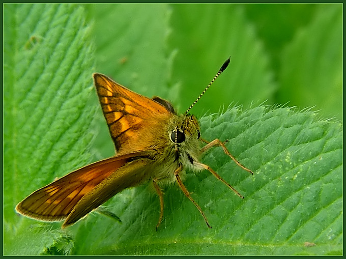 Karłątek kniejnik (Ochlodes venatus)