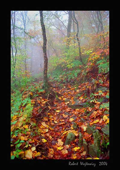 Appalachian Trail - Smoky Mountains