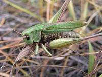 T.viridissima-really big one!