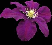 clematis