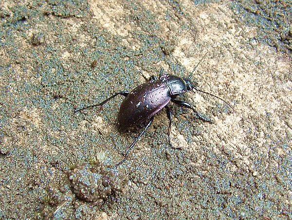 Biegacz gładki (Carabus glabratus Payk.)