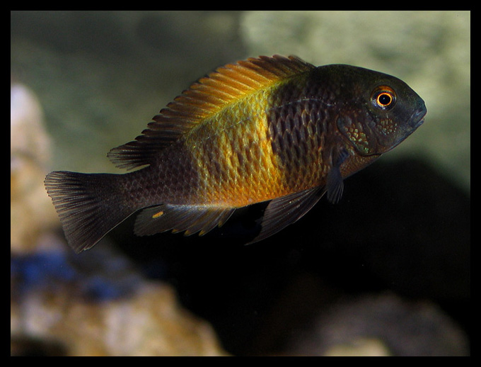 Tropheus bemba