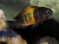 Tropheus bemba