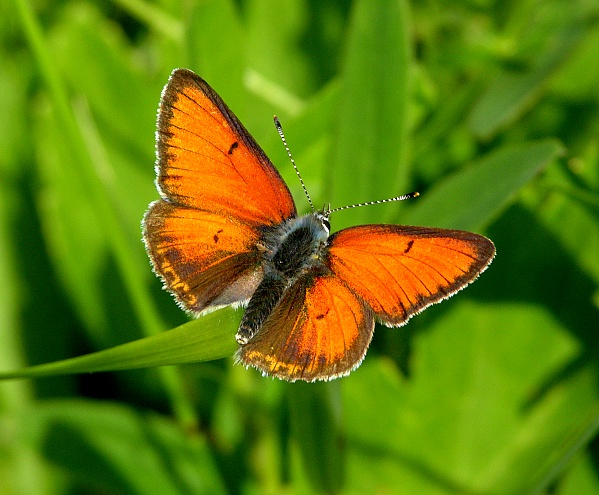 Motyl