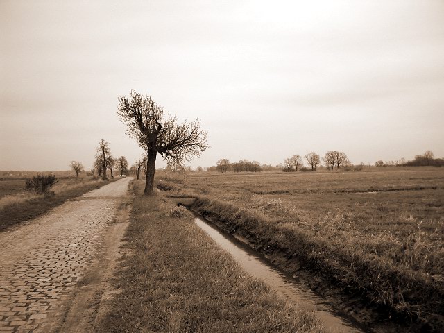 Single_Tree