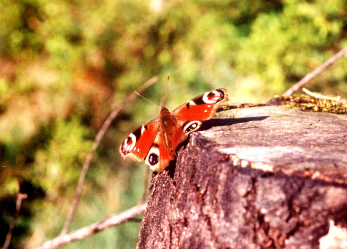 Motyl na pniu