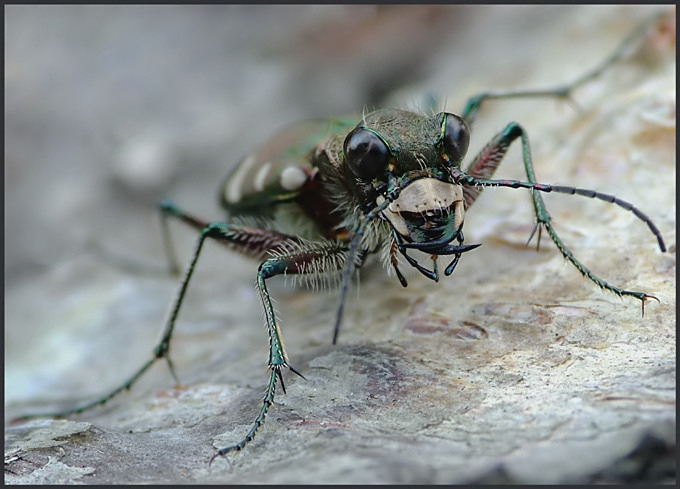 Trzyszcz górski (Cicindela sylvicola)