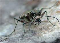 Trzyszcz górski (Cicindela sylvicola)