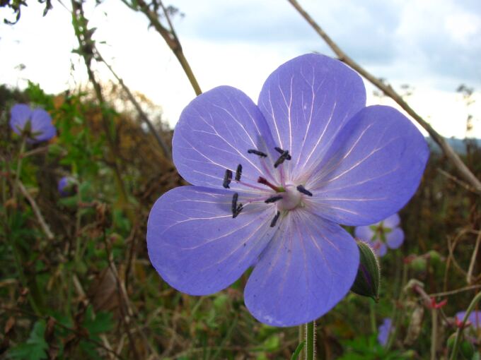 Power Flower