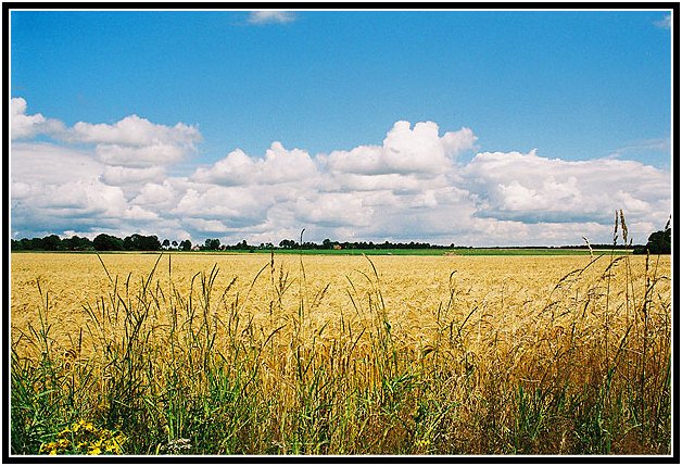 Dutch Field