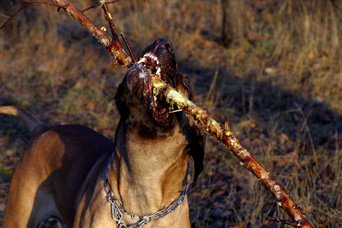 Canario