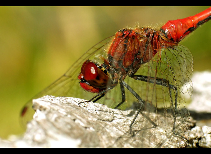 Szablak krwisty (Sympetrum sanguineum)