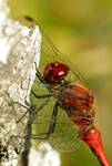 Szablak krwisty (Sympetrum sanguineum)