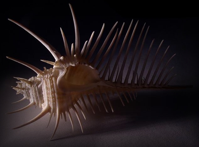 Murex pecten Lightfoot