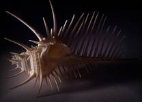 Murex pecten Lightfoot