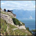 Lavaux (2004)