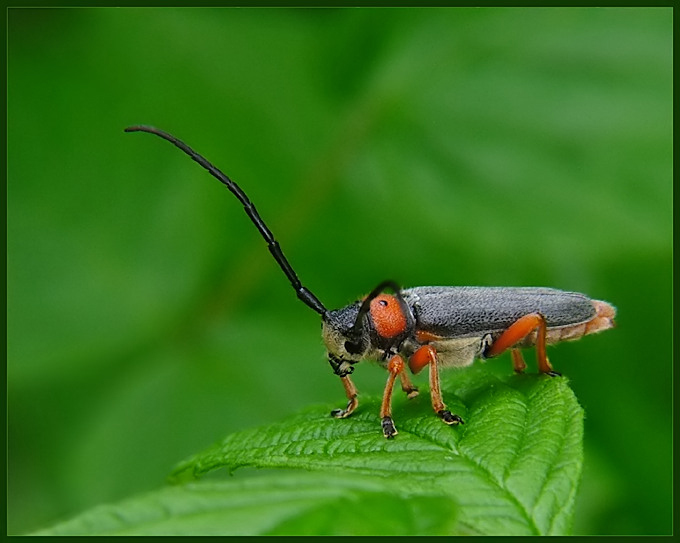 Zielarka baldaszkowa (Musaria affinis)