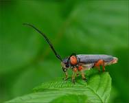 Zielarka baldaszkowa (Musaria affinis)