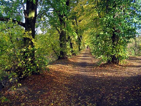 szkoda jesieni